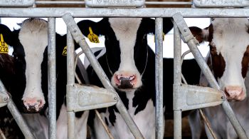 Autoridades americanas estão tentando verificar a segurança do leite e da carne depois de confirmarem o vírus H5N1 em 34 rebanhos de gado leiteiro em nove estados