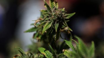Quase 40 estados norte-americanos já legalizaram o uso da cannabis de alguma forma