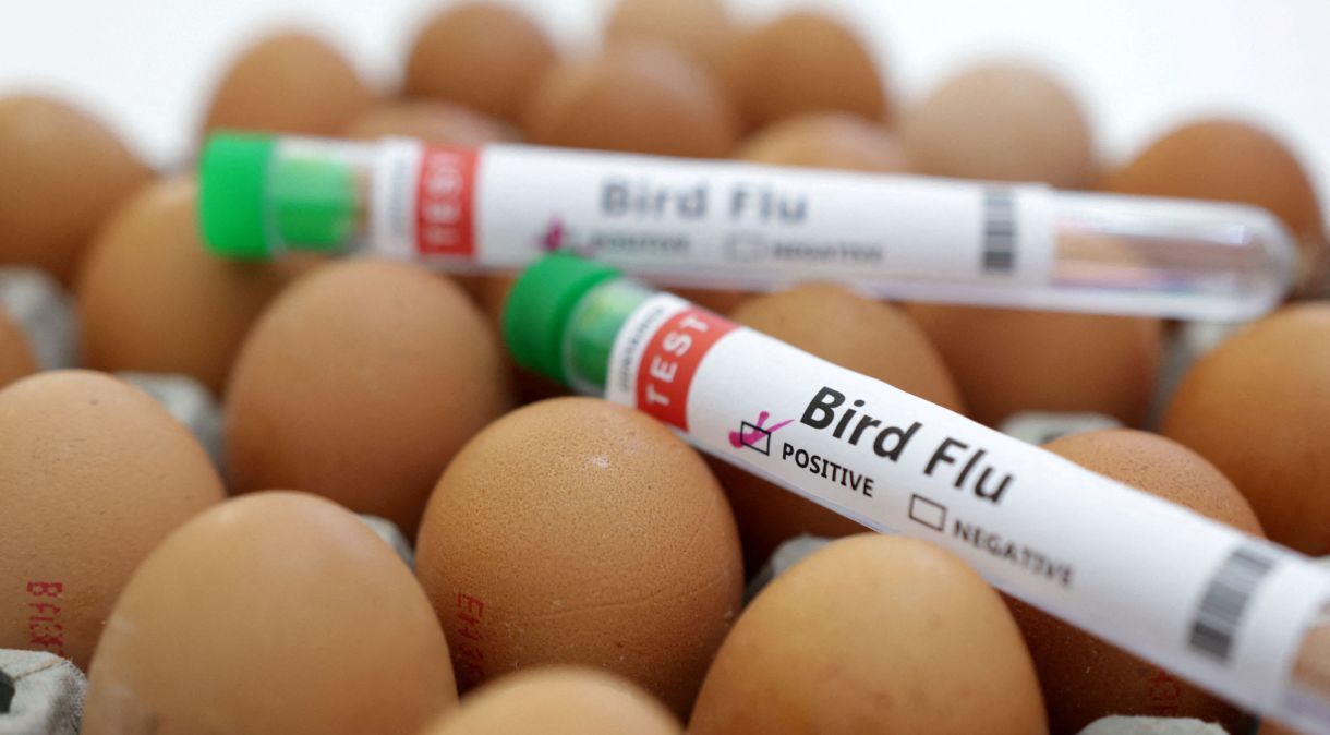 Ilustração mostra tubos escritos "gripe aviária" e ovos